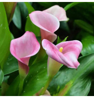 Калла Denver 20+