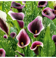 Калла Dubai Nights 20+