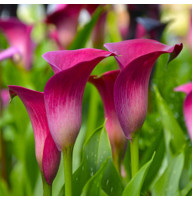 Калла Fantasia 20+