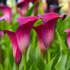 Калла Fantasia 20+