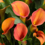 Калла Orange Blend
