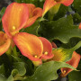 Калла Orange Blend