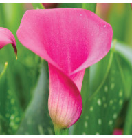 Кала Pink Harmony 14/16