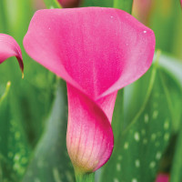 Кала Pink Harmony 14/16