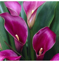 Кала Purple Art 14/16