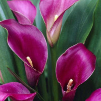 Кала Purple Art 14/16