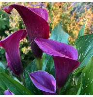 Кала Purple Spirit 14/16