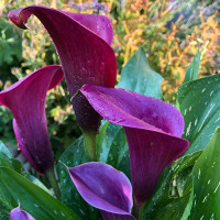 Кала Purple Spirit 14/16