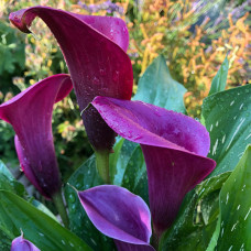 Калла Purple Spirit 14/16