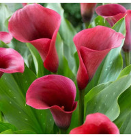 Кала Royal Valentine 14/16