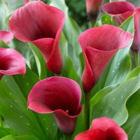 Кала Royal Valentine 14/16