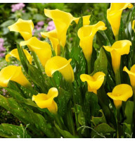 Кала Sunclub 14/16