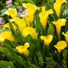 Кала Sunclub 14/16