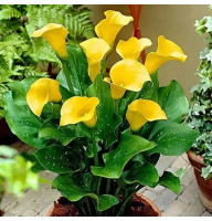 Калла Sunya 20+