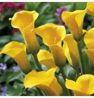 Кала Sunya 14/16