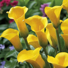 Калла Sunya 14/16