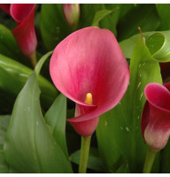 Калла Tokyo 20+