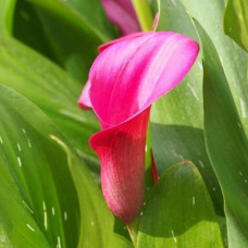 Кала Toronto 18+