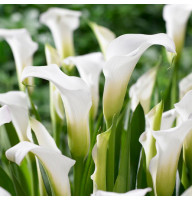 Калла White Art 18/20