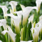 Кала White Art 18/20