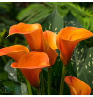 Кала Оrange 14/16