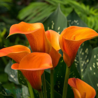 Кала Оrange 14/16