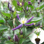 Клематіс в горщику Aromatica