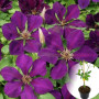 Клематис в горшке Gipsy Queen