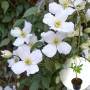 Клематіс в горщику Grandiflora