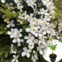 Клематіс в горщику Grandiflora