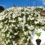 Клематіс в горщику Grandiflora