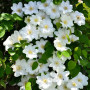 Клематіс в горщику Guernsey Cream 2-х річний