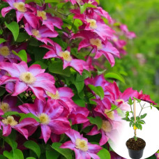 Клематис в горшке Kakio