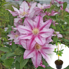 Клематис в горшке Lasting Love