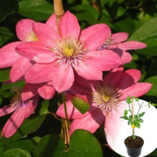 Клематис в горшке Little Mermaid