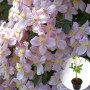Клематис в горшке Mayleen