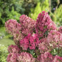 Гортензія в горщику Panflora 1,5 л