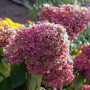 Гортензія в горщику Panflora 1,5 л