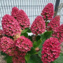 Гортензія в горщику Panflora 1,5 л
