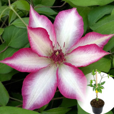 Клематис в горшке Picotee