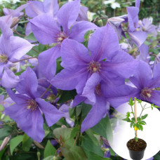 Клематис в горшке Semu