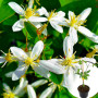 Клематіс в горщику Small Flowered White