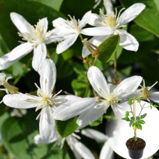 Клематис в горшке Small Flowered White