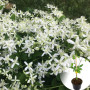 Клематіс в горщику Small Flowered White
