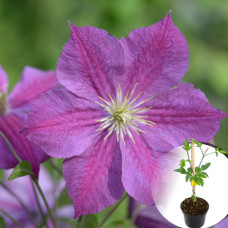 Клематіс в горщику Star of Pakistan