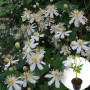Клематіс в горщику Summer Snow