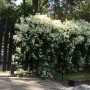 Клематіс в горщику Terniflora 2-х річний