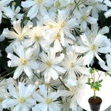 Клематіс в горщику Terniflora 2-х річний