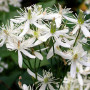 Клематіс в горщику Terniflora 2-х річний