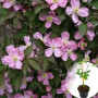 Клематіс в горщику Tetrarose
